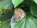 owl butterfly on leaf